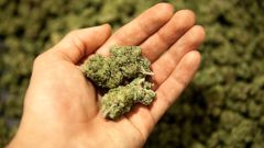 ACT's New Cannabis Laws: What You Need To Know