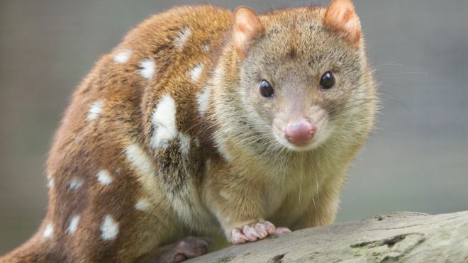 Watch: Australian Eastern Quolls Reintroduced To The Wild For The First Time In 50 Years