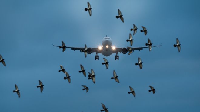 What Can We Learn About Security From A Bird On A Plane
