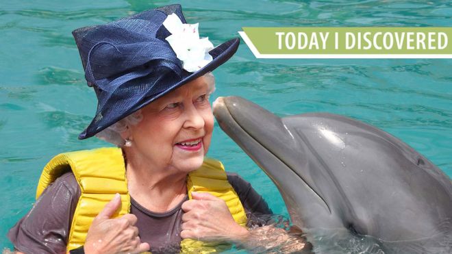Today I Discovered Queen Elizabeth II Owns Every Dolphin In Britain