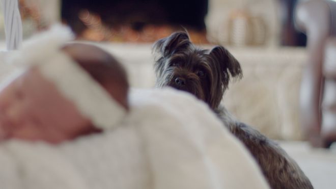 How To Introduce Your Dog To Your Baby 