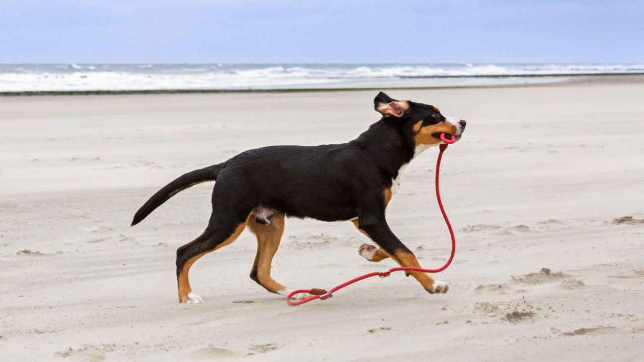 Where Is It Legal To Walk Your Dog Off-Leash?