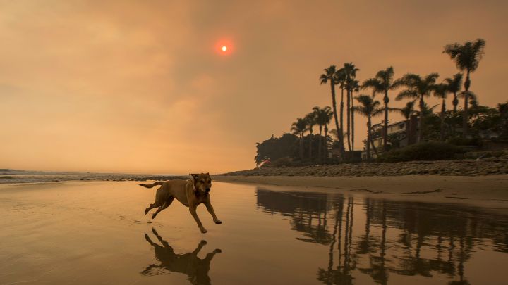 How To Protect Your Pets From Bush Fire Smoke
