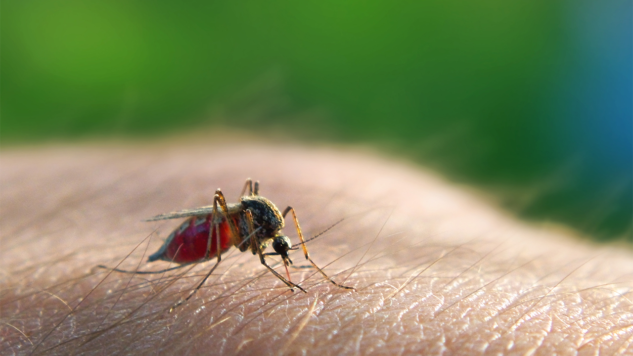 What You Need To Know About Japanese Encephalitis In Bali