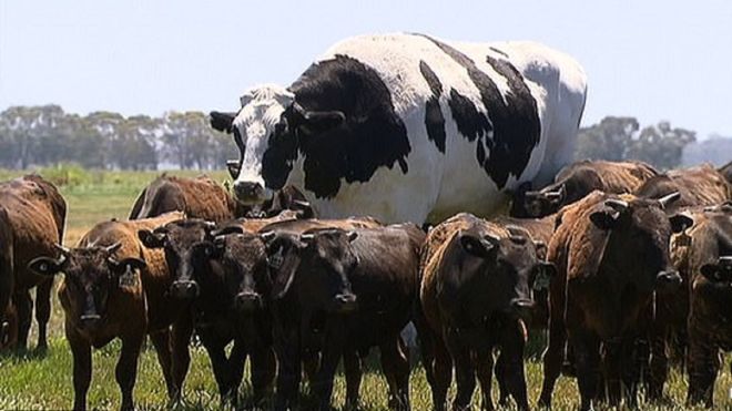 Knickers The Cow: A Scientific Explanation