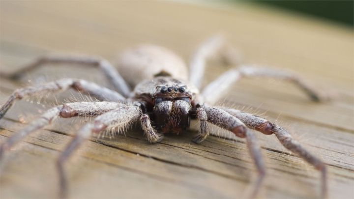 Do You Want Ants? Or Why You Shouldn’t Kill Huntsman Spiders