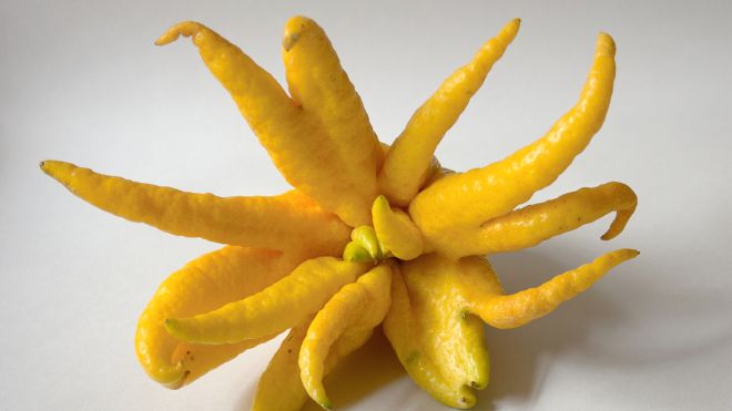 Blend This Crazy-Looking Citrus Right Into Your Booze