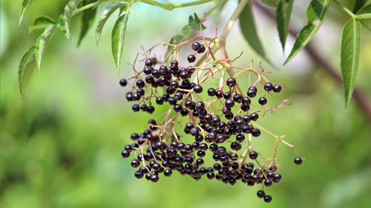 Will Elderberry Syrup Help Your Cold?
