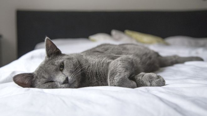How To Make Your Home More Comfortable For Guests With Cat Allergies