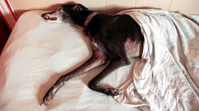 Donate Your Old Blankets And Pillows To An Animal Shelter