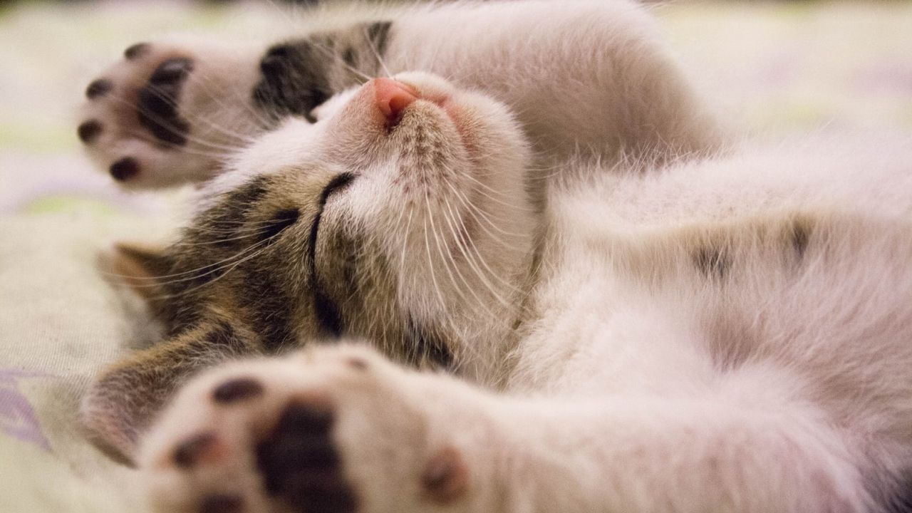 Help Your Cat Deal With Separation Anxiety With This Netflix For Cats Site