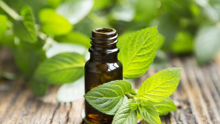 Keep Cockroaches Away With Peppermint Oil