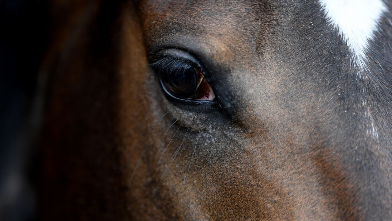 Ex-Racehorses Are Getting Slaughtered, So Who’s Responsible?