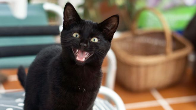 How To Decode Your Cat’s Meows