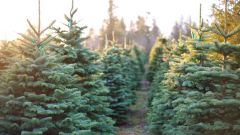 Where To Buy Real Christmas Trees In Australia