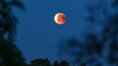 How To Watch Tonight's Wolf-Moon Lunar Eclipse In Australia