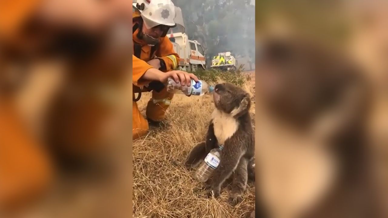 Don’t Give Bushfire-Affected Koalas Your Water Bottle