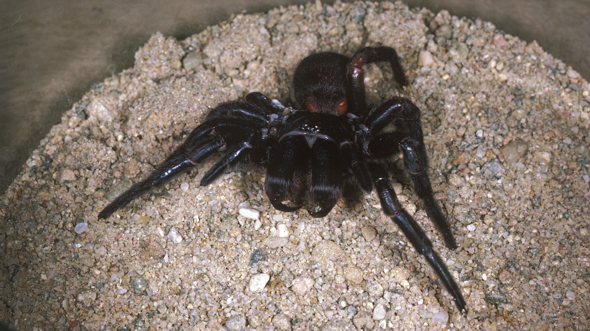 How To Catch A Funnel Web Spider
