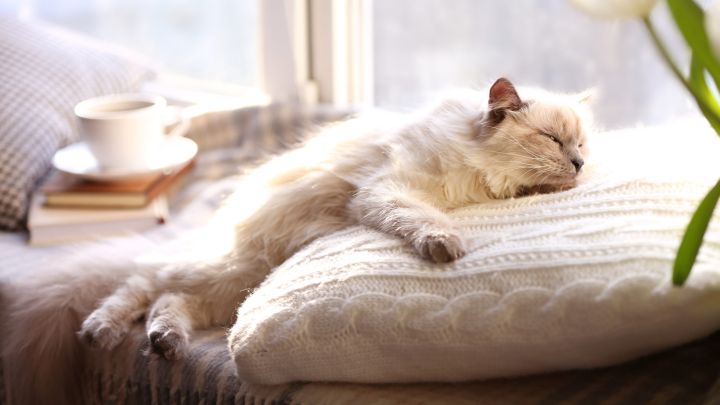 Your Essential Oil Diffuser Could Make Your Pets Sick