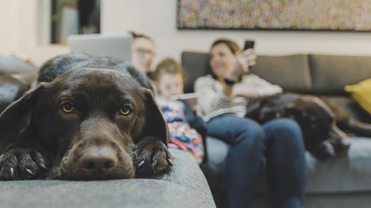 Australia’s Pet Rental Laws, Explained