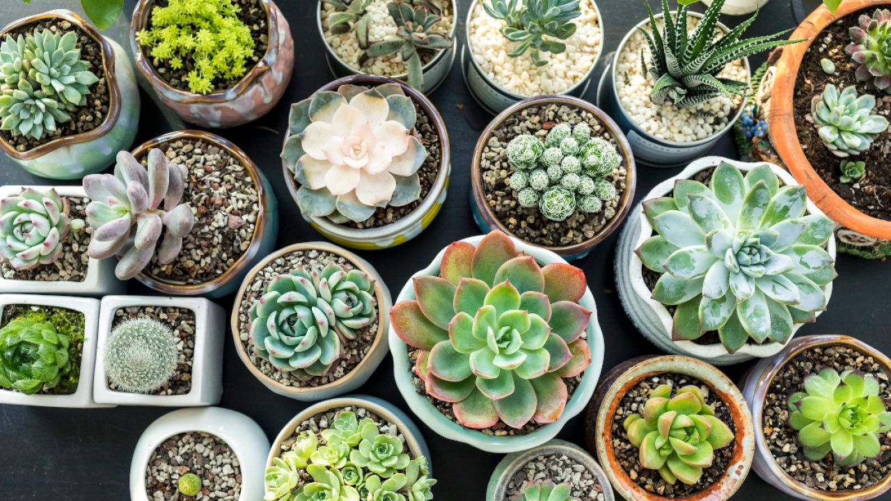 6 Things You Should Do For Your Houseplants This Spring