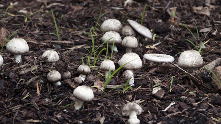 How to Grow Your Own Backyard Mushrooms