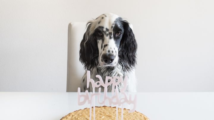 No, a Dog Year Is Not Equivalent to 7 Human Years