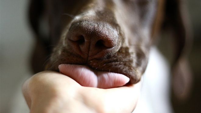 Yes, Letting a Pet Lick You Can Be Deadly