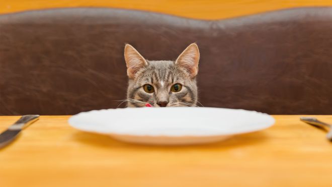 Why You Should Feed Your Cat 5 Times a Day