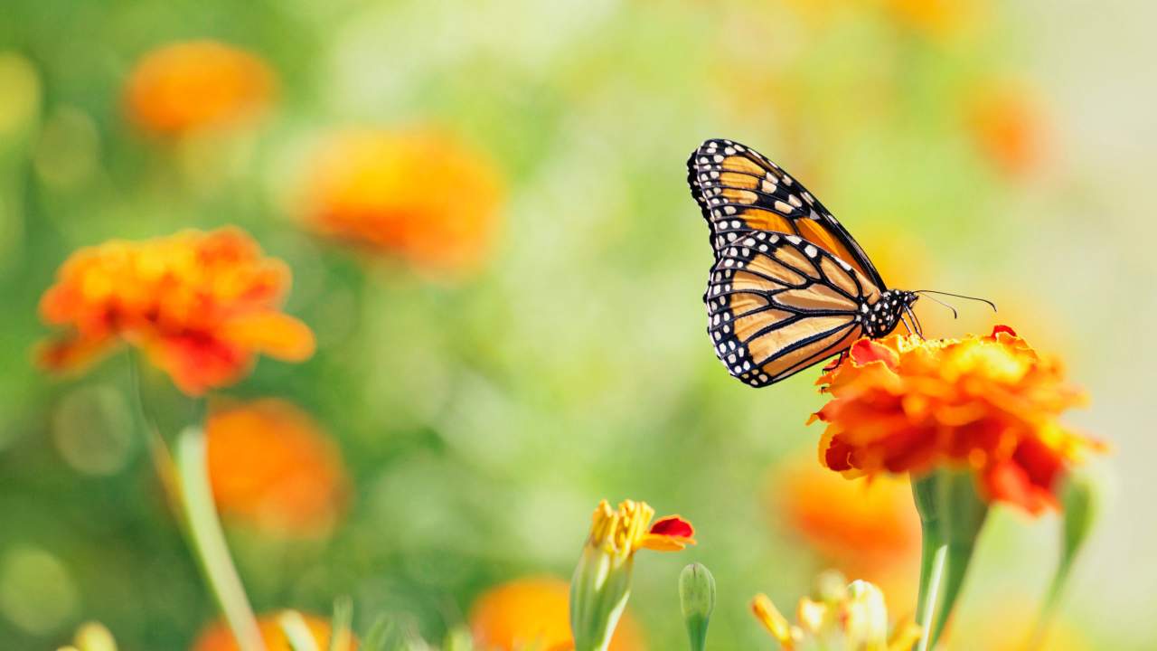 Help Save the Monarch Butterfly