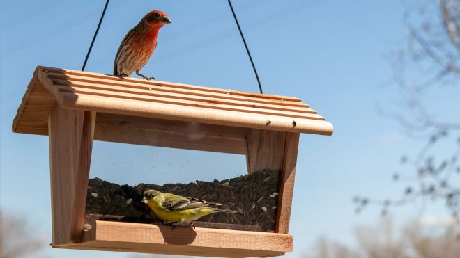 Get a Bird Feeder, and Don’t Overthink It
