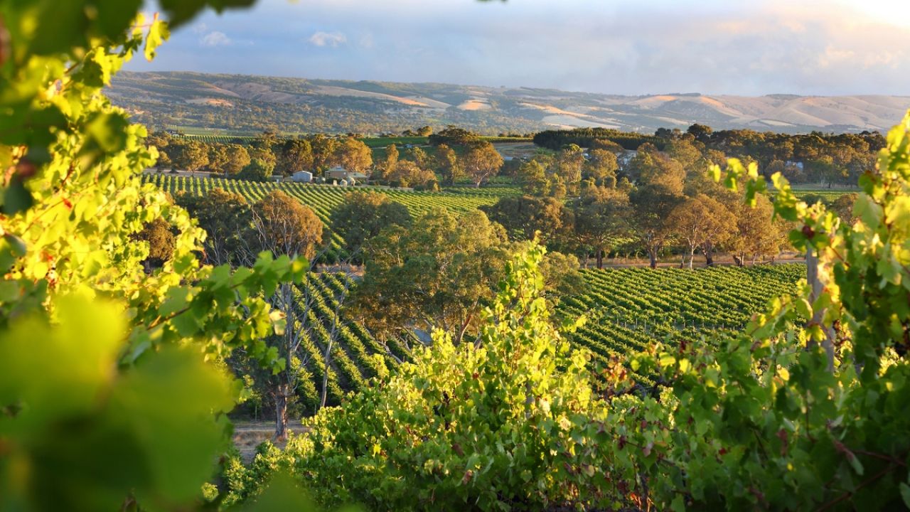 The Best Aussie Wine Regions To Visit If You Could Use A Drink After 2020