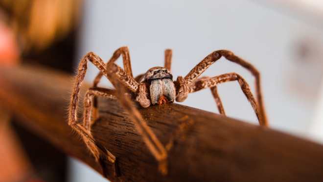 Everything You Wanted to Know About Huntsman Spiders But Were Afraid to Ask