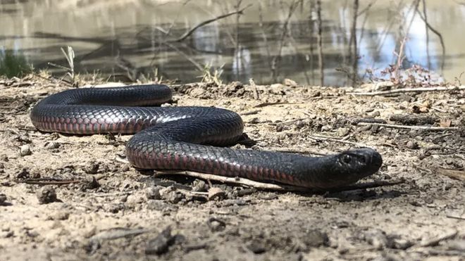6 Deadly Australian Snake Myths Debunked By An Expert