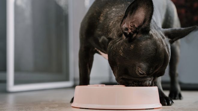 5 Foods You Should Never Feed to Dogs