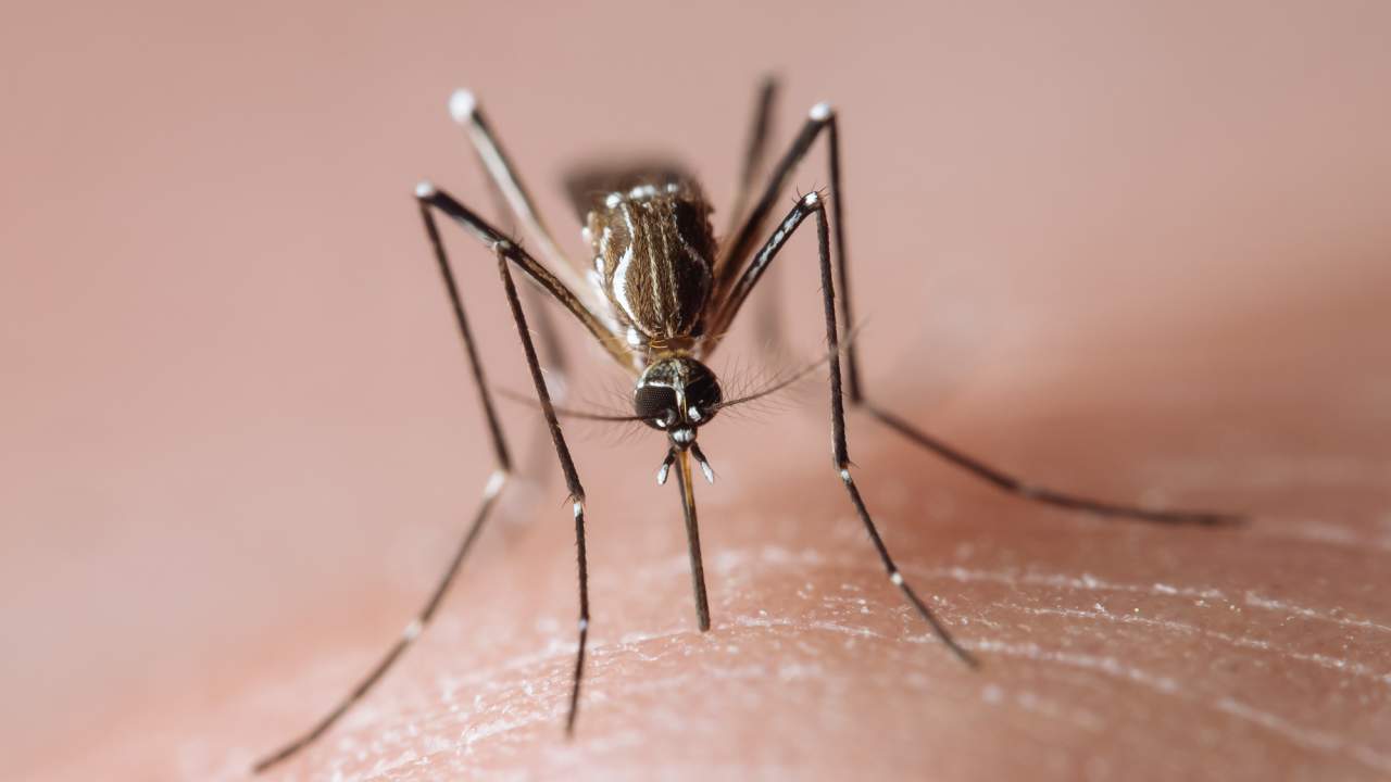 Why You’ll Be Seeing More Mosquitoes This Summer