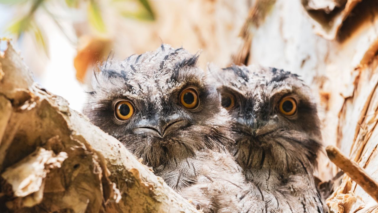 8 Fun Things to Know About Tawny Frogmouths – and How to Spot Them