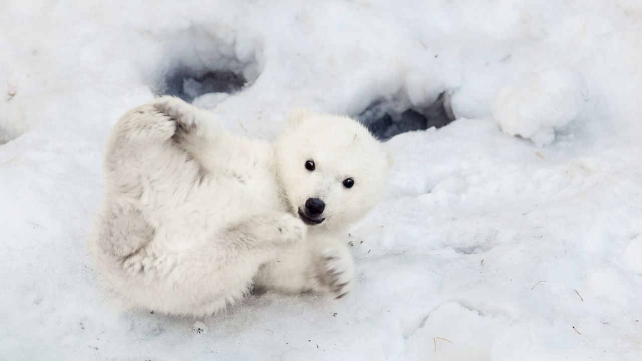 Calm Your Anxiety By Spending Some Time With Polar Bears