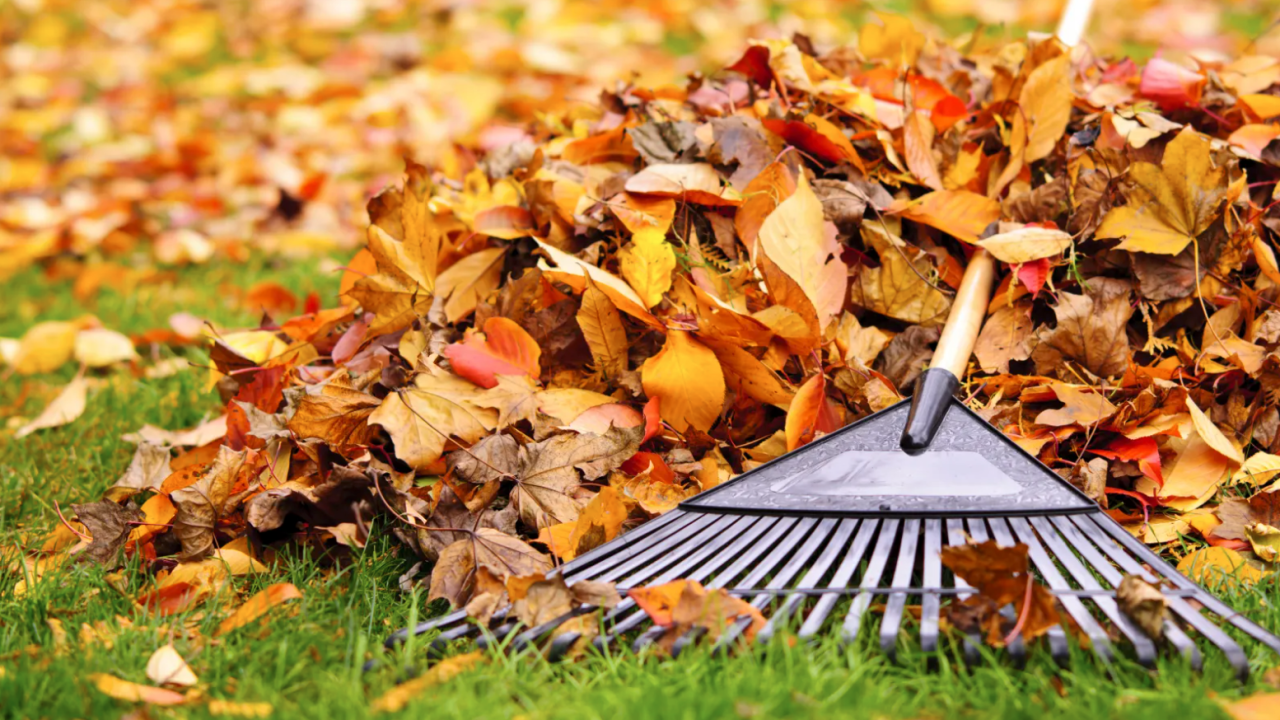 How to Collect Raked Leaves Without a Leaf Blower