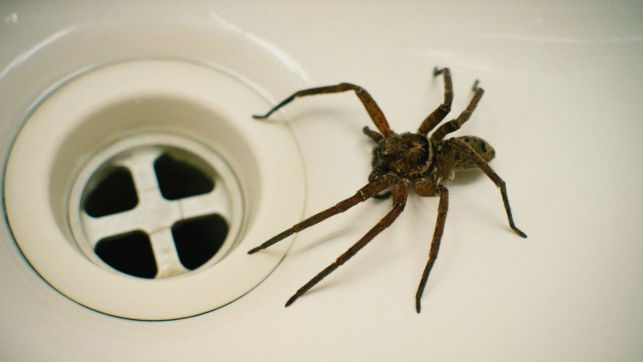 Spider Season Is Coming – These Are the Species to Be Worried About