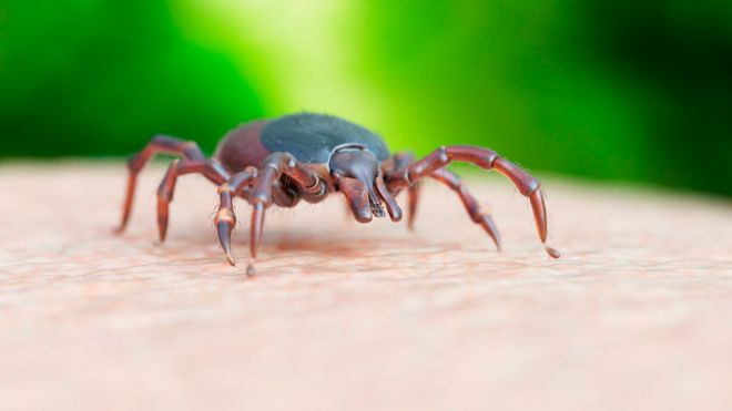 Everything You Need to Know About Tick-Related Illnesses in Summer