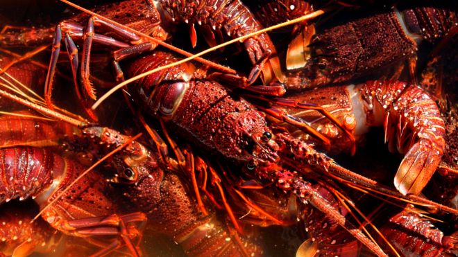 Ask LH: How the Heck Do I Cook a Lobster?
