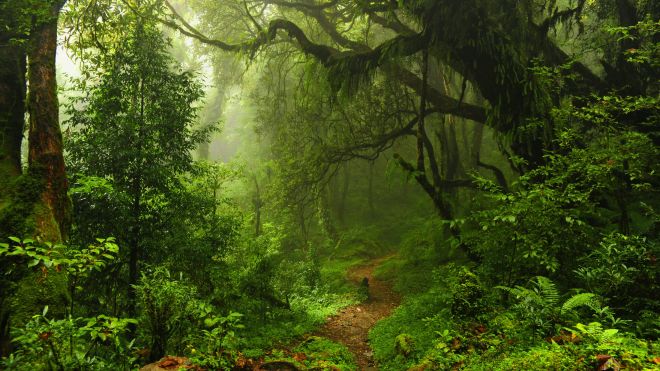 Listen to Forests From Around the World With Tree.fm