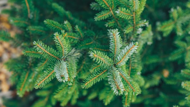 How to Spot and Get Rid of Bugs That Might Be Living In Your Christmas Tree