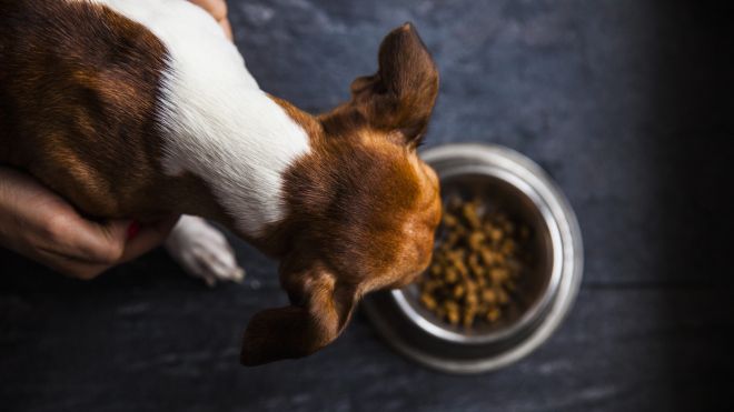 This Pet Food Is Being Recalled After the Deaths of at Least 28 Dogs That Ate It