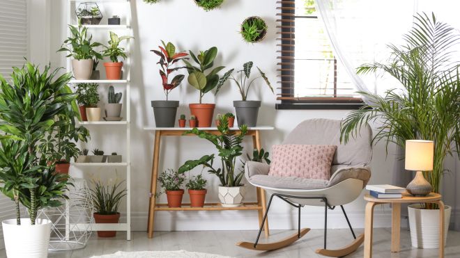 Get a Houseplant to Feel More In-Control of Your Life