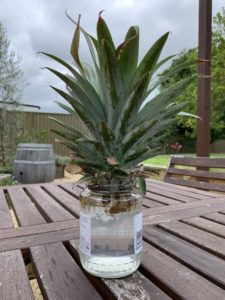 How to grow a pineapple from the top