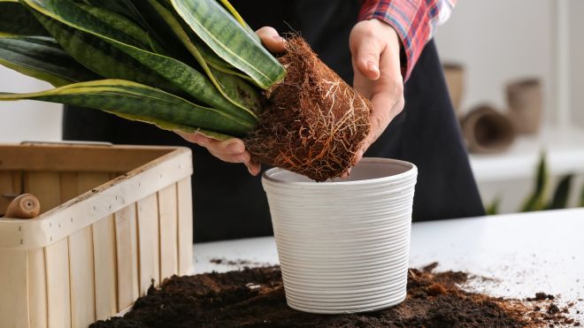How to Tell If It’s Time to Repot Your Plant
