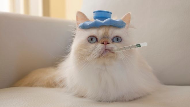 Ask LH: Can My Cat Catch a Cold?
