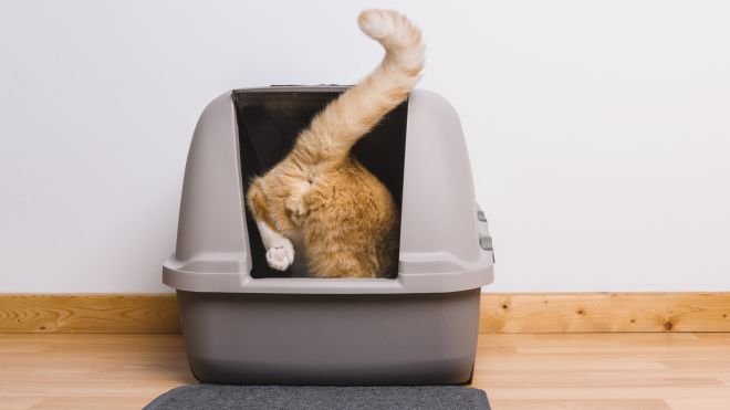How to Make Your Cats Use the Freaking Litter Mat
